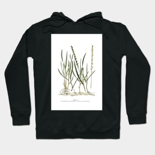 Couch Grass Hoodie